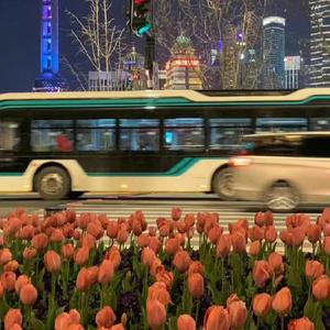 少女初婚真人版 免费
