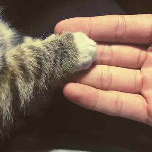 校霸的爸爸白皑草大结局免费阅读
