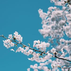 中文国产成人精品久久app
