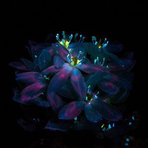 稀缺 呦交 UU 暗呦X
