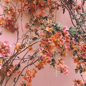 欧美一級黃色電影免費無毒不卡
